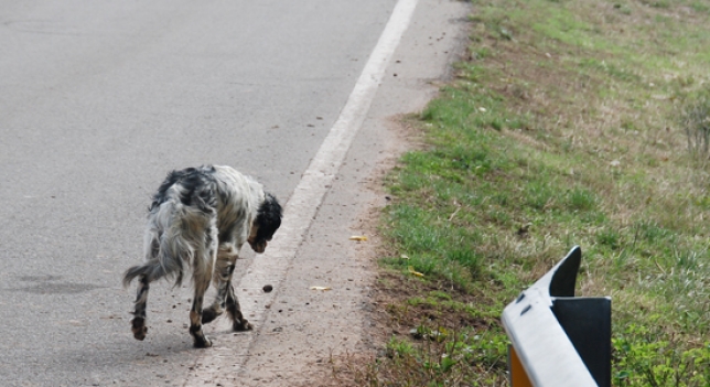 Salobreña sufre la problemática de los animales abandonados.